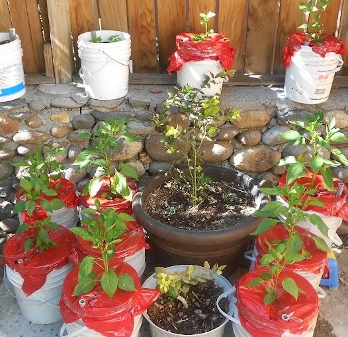 Self-Watering Planters: DIY Containers to Combat Drought